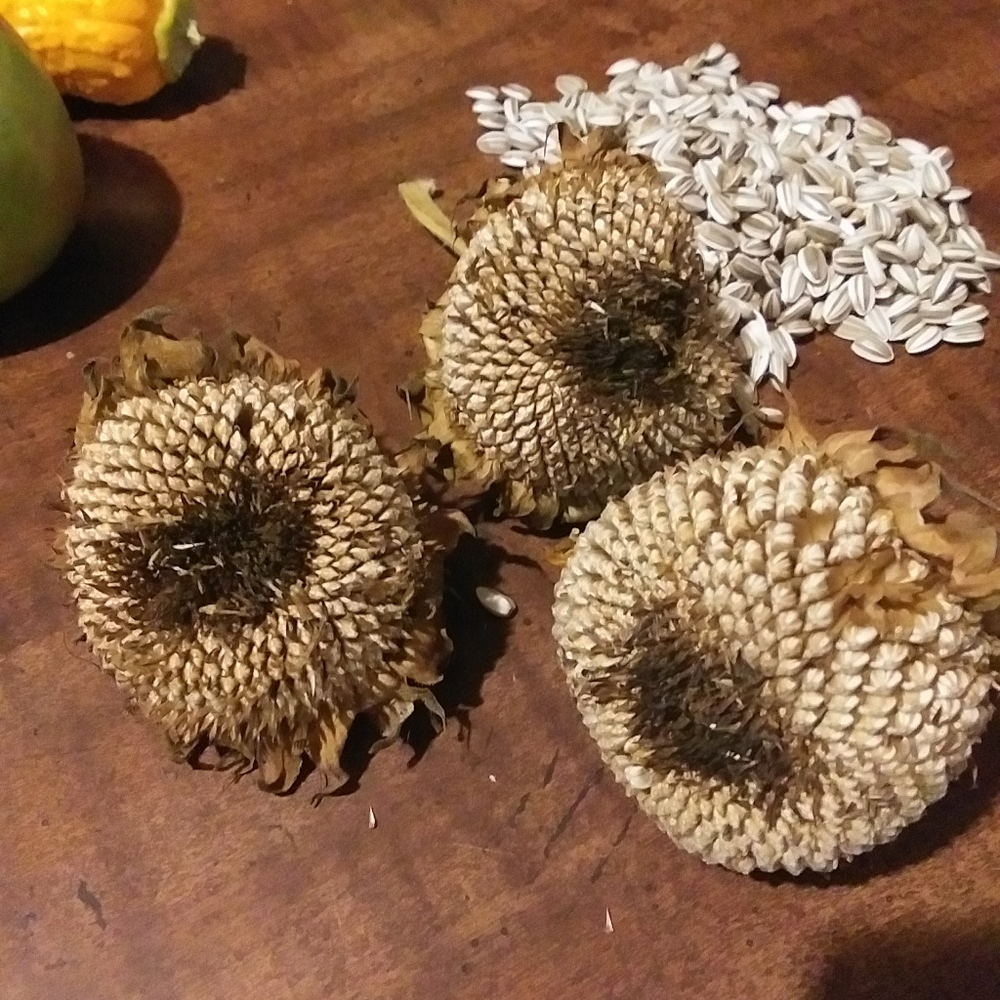 Bird & animal sunflower natural dried all 3 flowers plus seeds